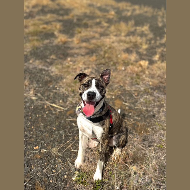 Photo of Pixie