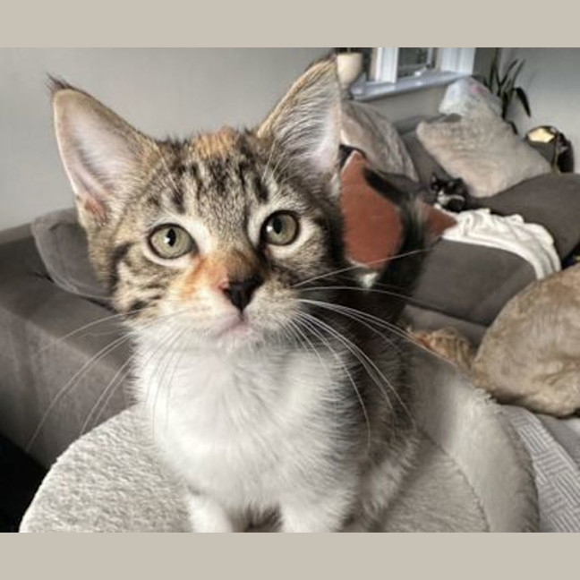 Photo of Maple