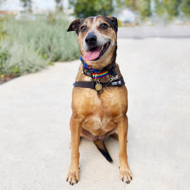 Photo of Tinkerbelle