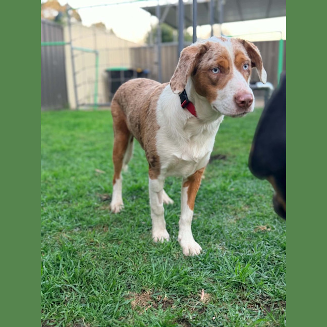 Photo of Nova