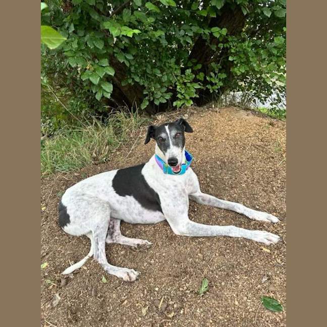 Photo of Bucket Girl, The Greyhound