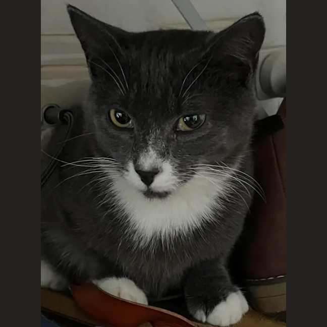 Photo of Ace