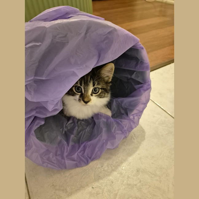 Photo of Abby