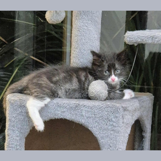 Photo of Mabel