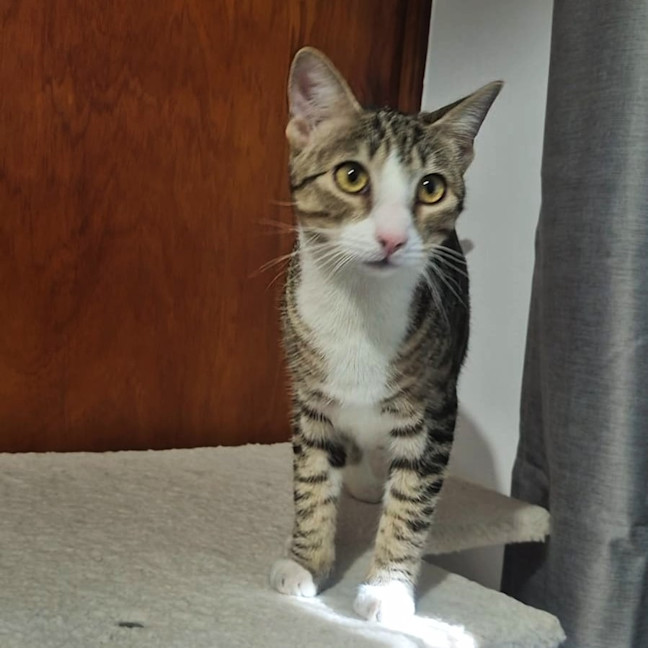 Photo of Blaze