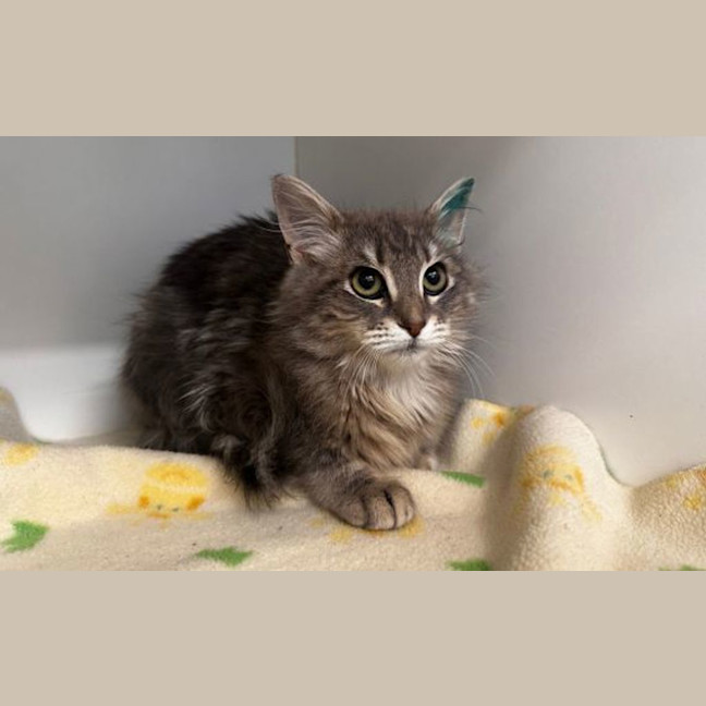Photo of Juniper