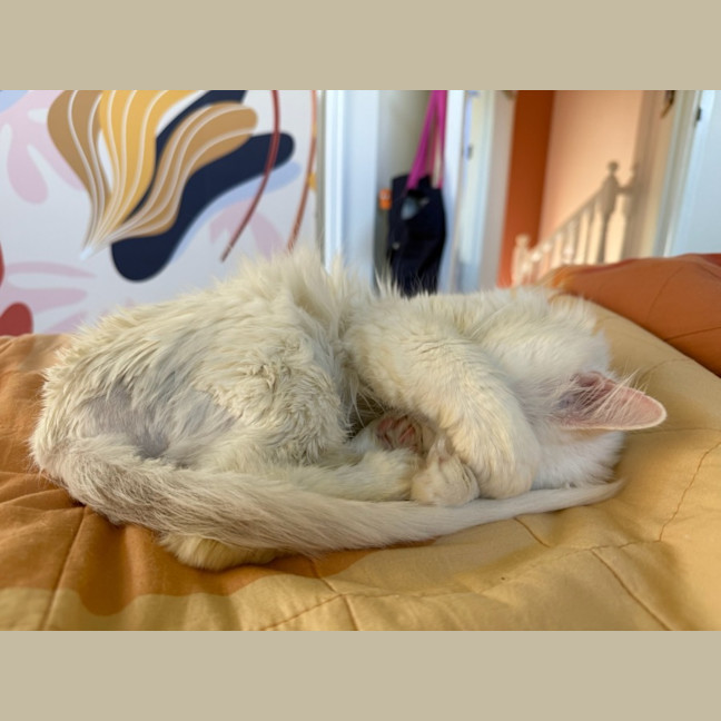 Photo of Huckleberry