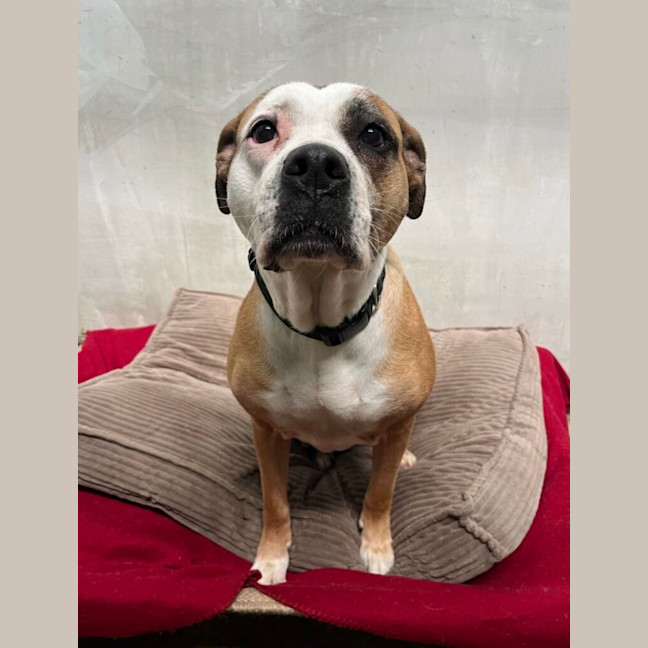 Photo of Shelby