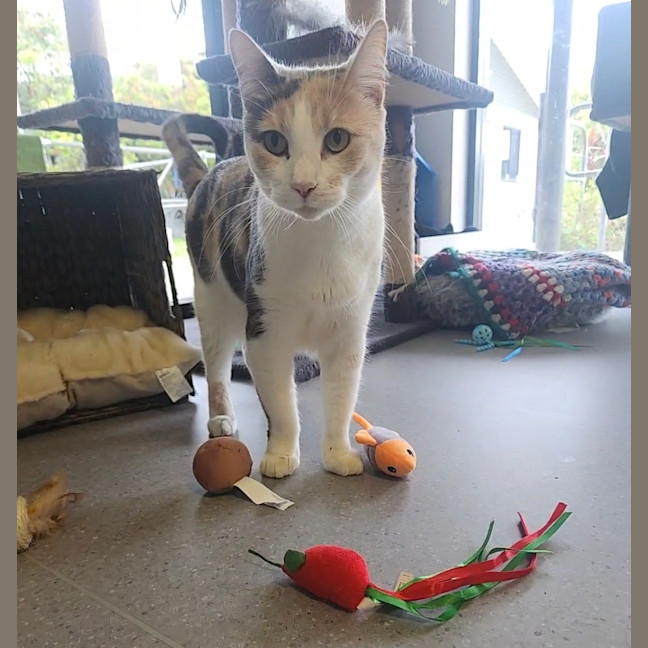 Photo of Coco