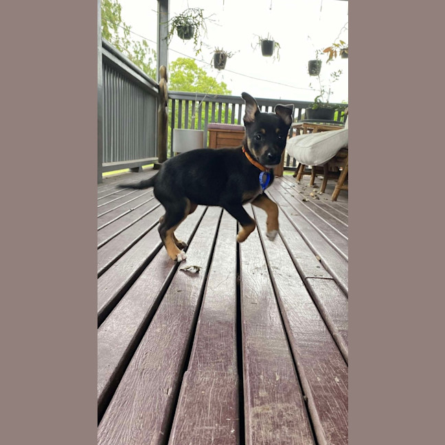 Photo of Chai   8 Week Old Kelpie X (On Trial)