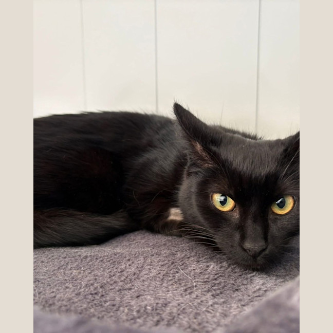 Photo of Black Betty