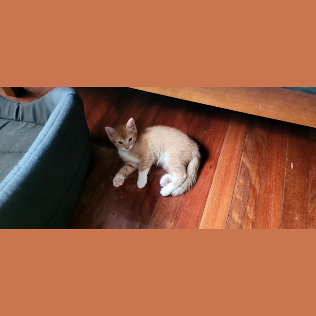 Photo of Pixie & Dixie   7 Week Old Domestic Short Hair