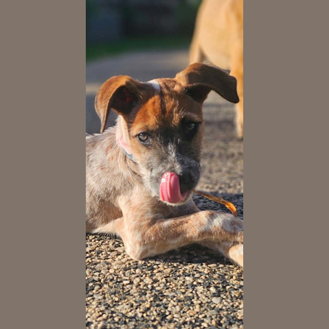 Photo of Tula