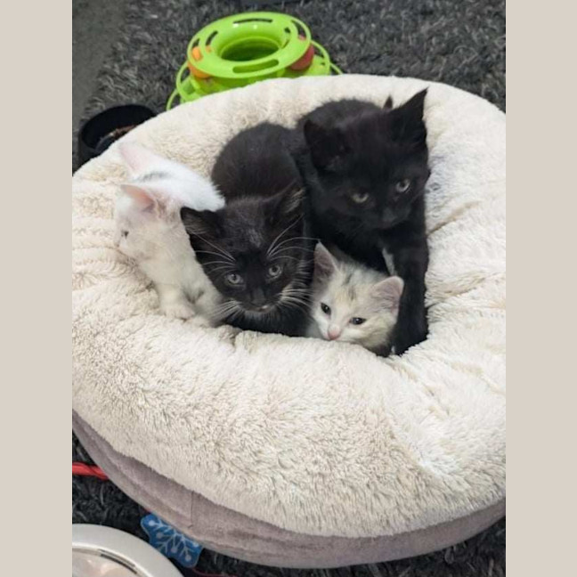 Photo of Oreo