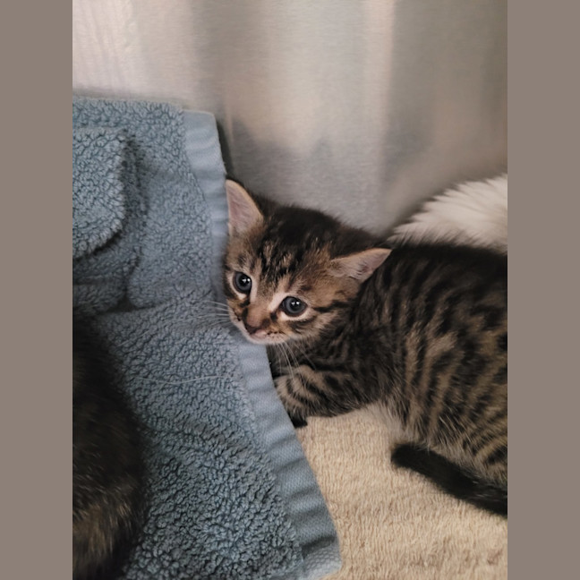 Photo of Cannoli