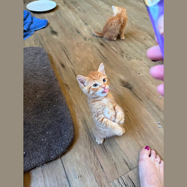 Photo of Tony (De No Toe Za)  Meet Me At Petstock Keysborou