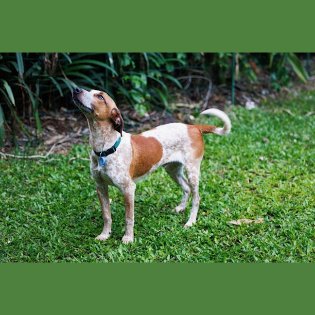 Photo of Rocco