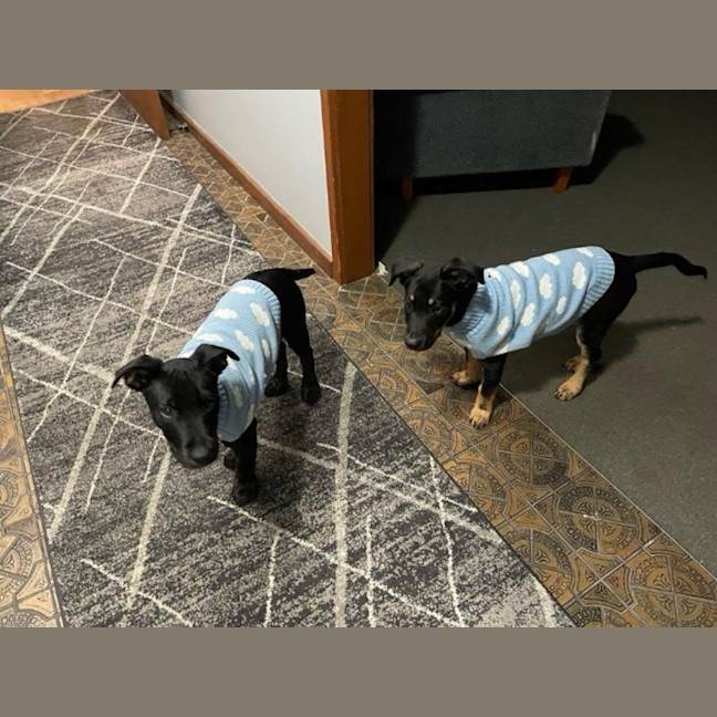 Photo of Oscar   4 Month Old Kelpie X Wolfhound