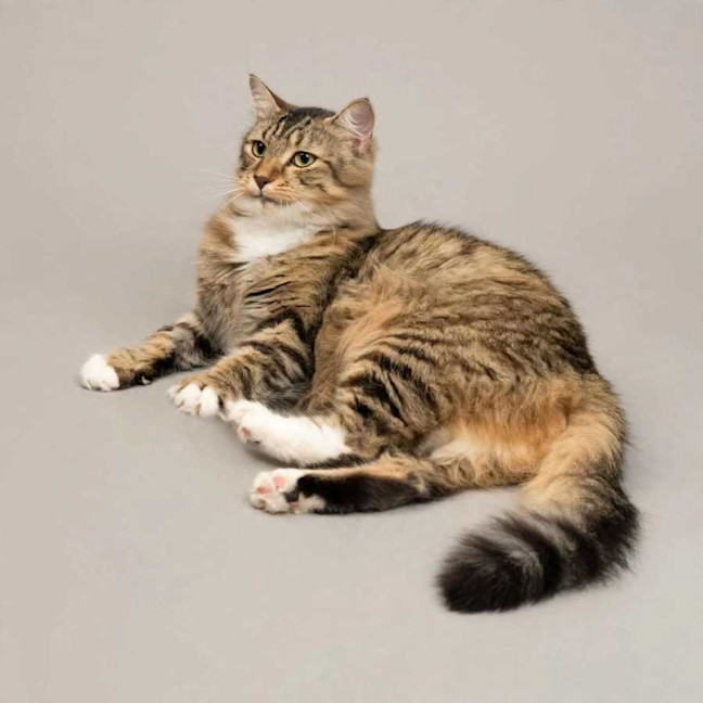 Photo of Luna