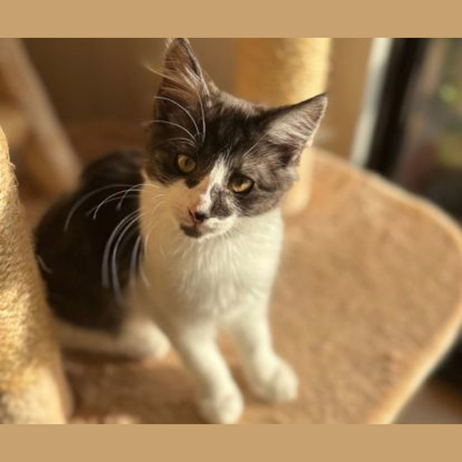 Photo of Sumi