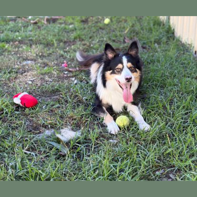 Photo of Toby