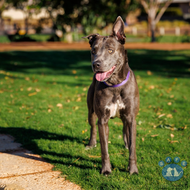 Photo of Asha