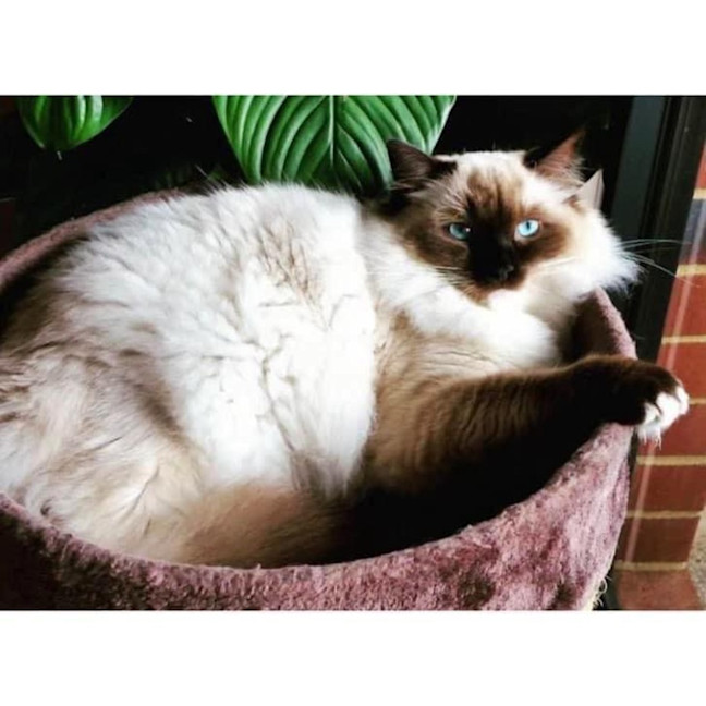 Photo of 11374   Chai