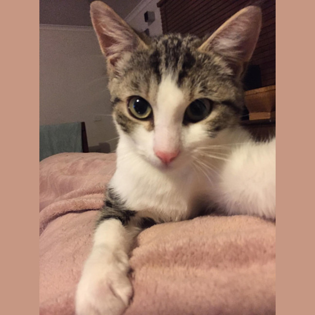 Photo of Mr Shmeagal