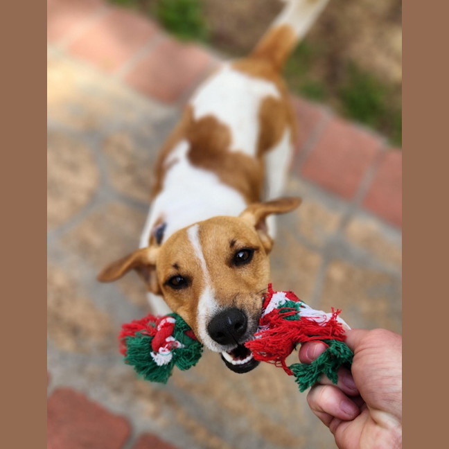 Photo of Snuggles   11 Month Old Jack Russell 
