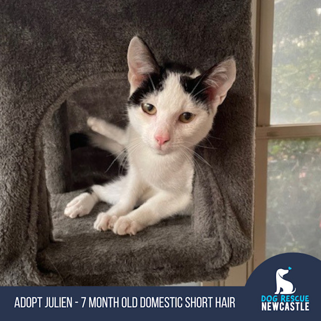 Photo of Julien   9 Month Old Domestic Short Hair