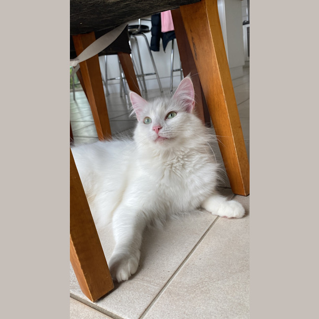 Photo of Misty. Gentle Girl