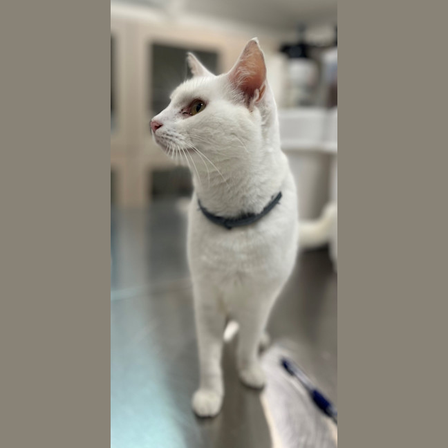 Photo of Moffy (0899)