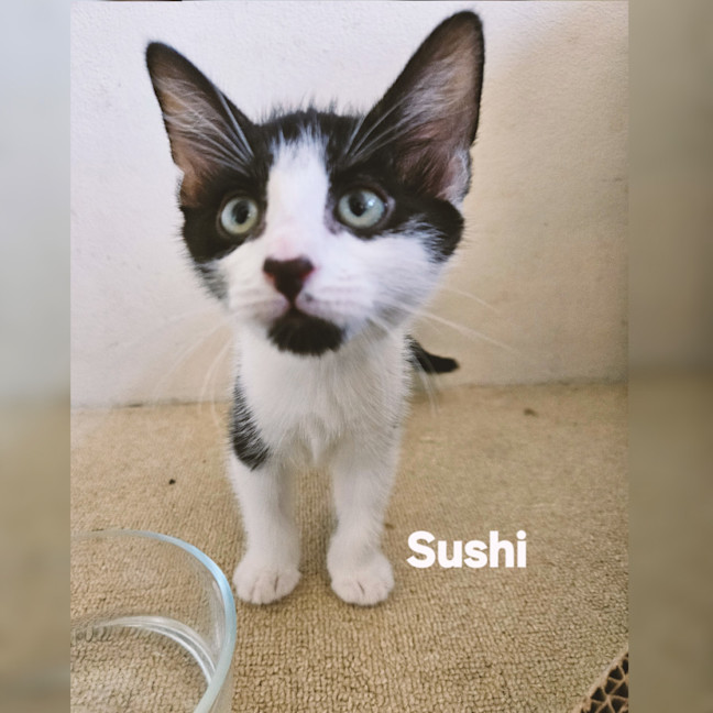 Photo of Sushi