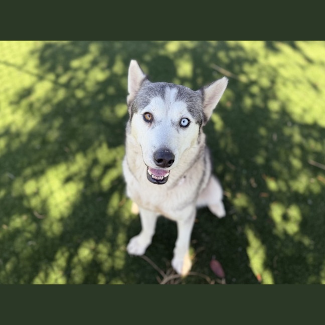 Photo of Luna Imp 931