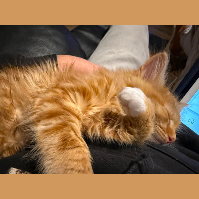 Photo of Poppy