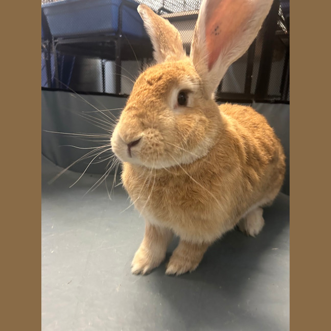 Photo of Caramel