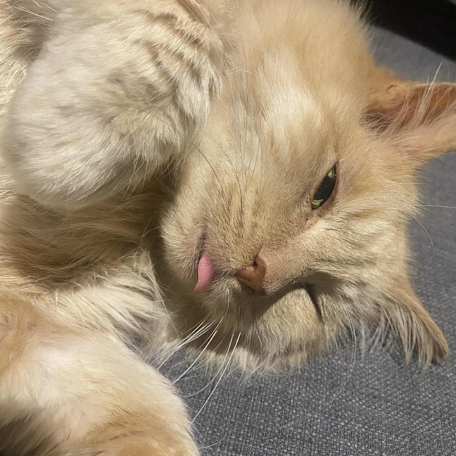 Photo of Hermes   In Foster In Preston