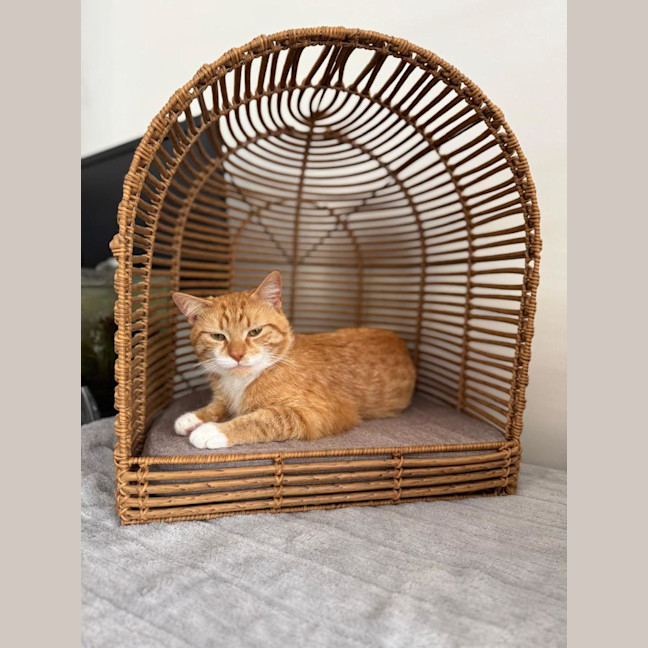 Photo of Purrcy