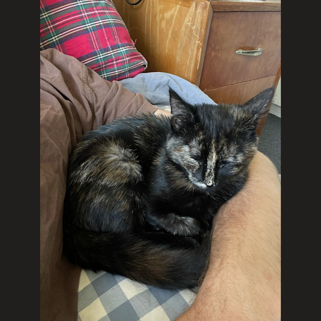 Photo of Sweet Pea   Located In Northcote