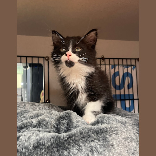 Photo of Biscuit