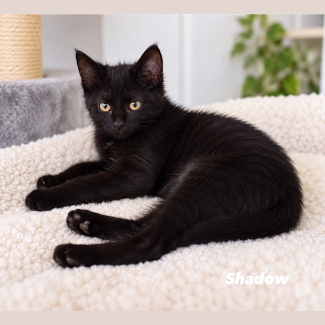 Photo of Shadow