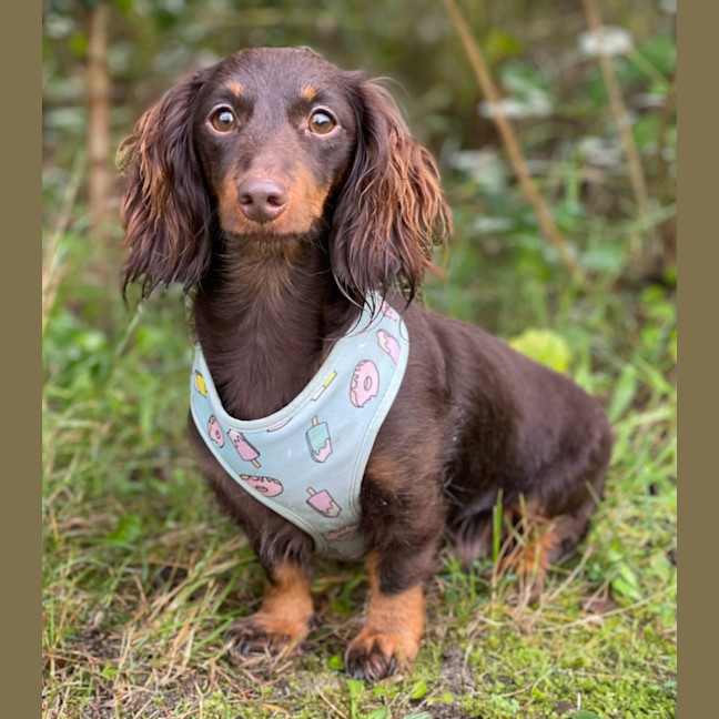 Photo of Fifi