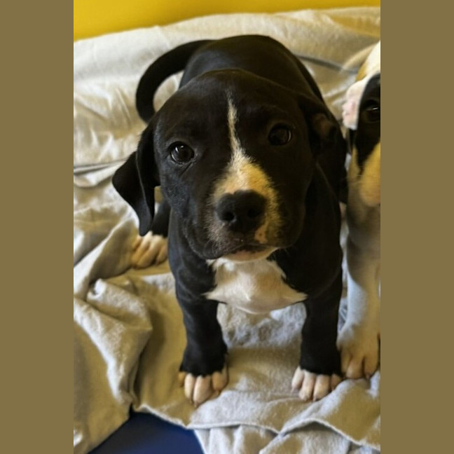 Photo of Roxie Milly Timbs 