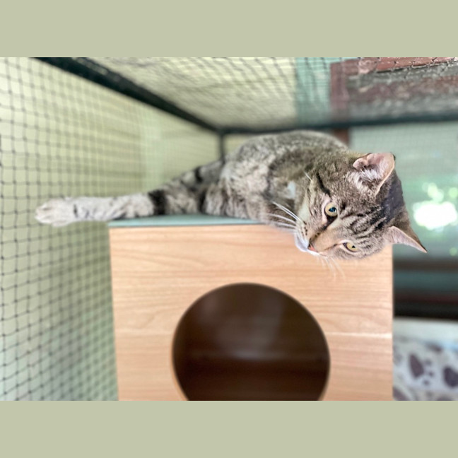Photo of Tiger