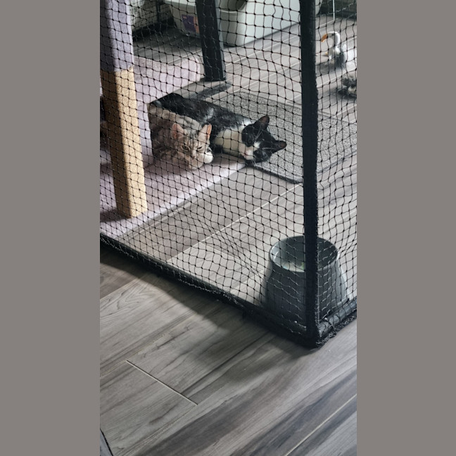 Photo of Romeo And Ella Bonded Pair 