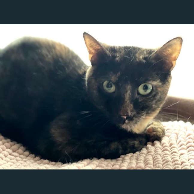 Photo of Pixie