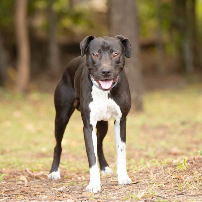 Photo of Buddy (Buzz)