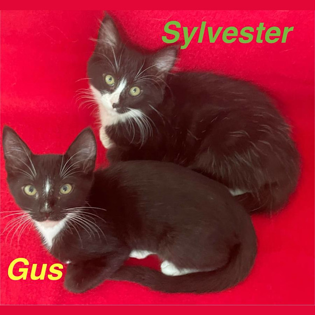 Photo of Sylverster & Gus