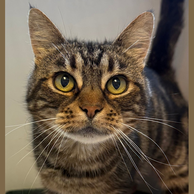 Photo of Muffin