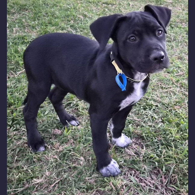 Photo of Star